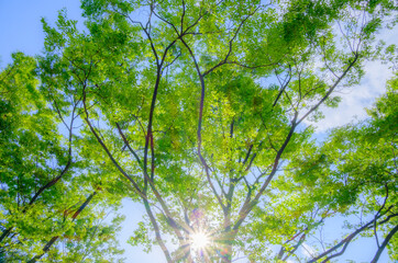 新緑と青空と太陽の木漏れ日の光条