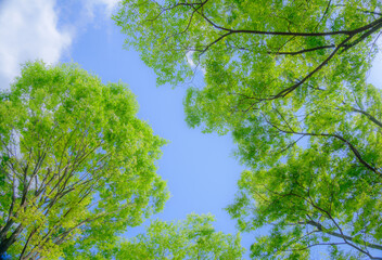 新緑と青空