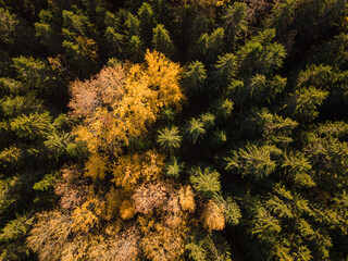 Aerial view of tree canopies in autumn colours © Mps197