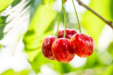Fruits on twing in garden. Sweet cherries on tree.