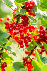 Fruits on twing in garden. Redcurrant on bush in garden.