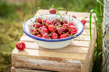 Delicious and red sweet cherries in a sunny day.