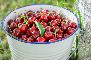 Tasty and fresh sweet cherries harvested from garden.