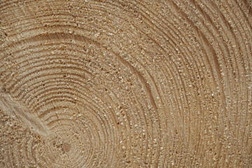 Texture of spruce tree log cut