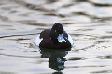Fototapeta premium Tufted duck, Alythtya fuligula