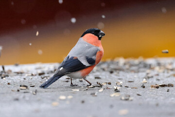 Bullfinch, Pyrrhula pyrrhula