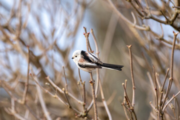 Long tailed tit on a branch
