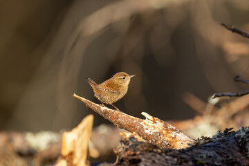 Eurasian wren om a branch