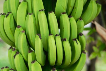 close up image of banana hanging on the tree
