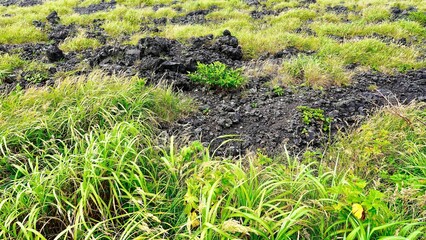 伊豆大島火口一周遊歩道のアップ