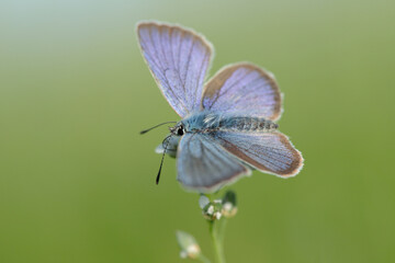 Mazarine blue butterfly (Cyaniris semiargus) with wings open.