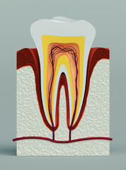 Model of Teeth for teaching oral hygiene. Human jaw model. 3d rendering