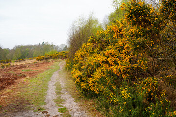 Footpath between gorse bushes with yellow flowers