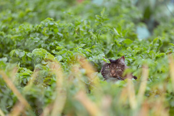 A cat hiding in a potatoe field
