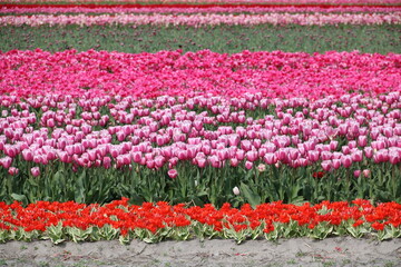 Tulpen blühen in vielen verschiedenen Fraben in Reihen auf einem Tulpenfeld in Holland