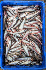Fresh water Pabda fish at the fish market.
