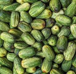 Lots of green medium sized cucumbers. Food photography concept.