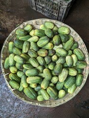 Lots of green medium sized cucumbers in a bucket