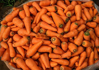 Lots of raw carrots close up.