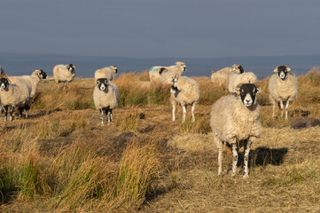 Fototapeta premium Swaledale ewes on a moor in Northumberland, UK