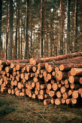 tree trunks logs in row near the forest road