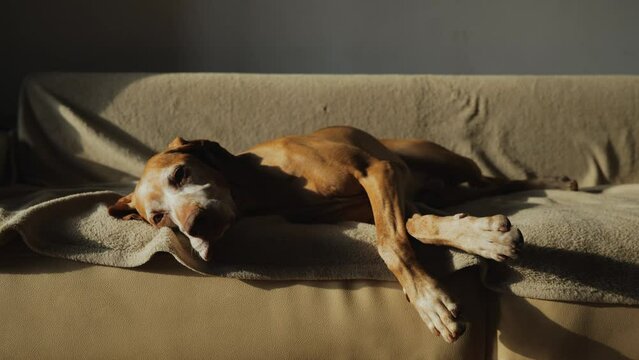 The pointer hunting dog is resting at home on his favorite sofa in the rays of the setting sun. A happy dog is resting at home after an active day of play. High quality 4k footage