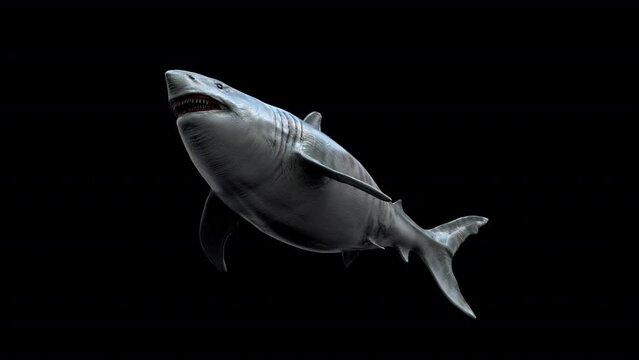 Megalodon Shark 3D Animation With Alpha Video