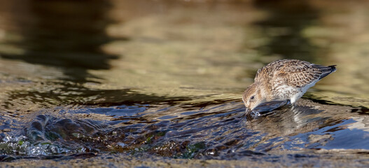 Dunlin - young bird at a seashore on the autumn migration way