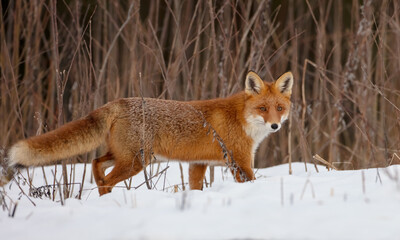 Red fox - in the wet forest in winter