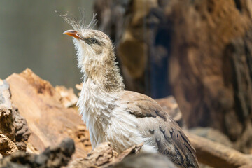Close-up of Red-legged seriema (Cariama cristata), also known as the crested cariama and crested seriema