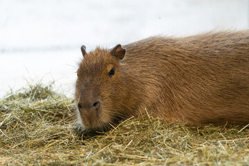 Greater capybara (Hydrochoerus hydrochaeris) lies on a sheaf of hay