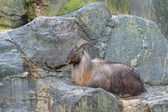Himalayan Tahr (Hemitragus jemlahicus) lies and rests on a rock - Powered by Adobe