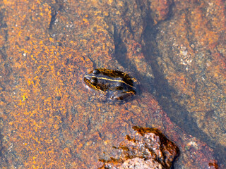 Mascarene grass frog (Ptychadena mascareniensis), or Mascarene ridged frog, endemic species of frog in the family Ptychadenidae. Tsingy de Bemaraha, Madagascar wildlife animal
