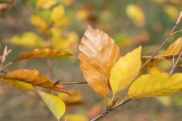 autumn leaves