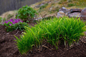 green grass growing in the ground