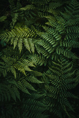 Beautiful fern leaf texture in nature. Natural ferns blurred background. Fern leaves Close up. Fern plants in forest. Background nature concept..