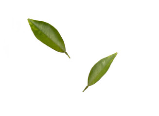 Tree leaves isolated on transparent background, green leaves