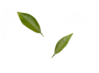 Tree leaves isolated on transparent background, green leaves
