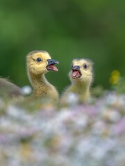 Low angle Canada gosling