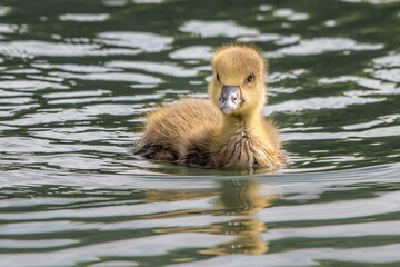 Low angle Canada gosling