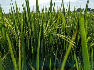 Obraz premium rice plants with blue sky background