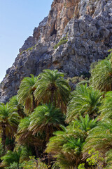 Fototapeta na wymiar Palmenhain von Preveli an der Südküste von Kreta