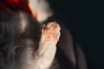 Paw of white cat, close-up view.