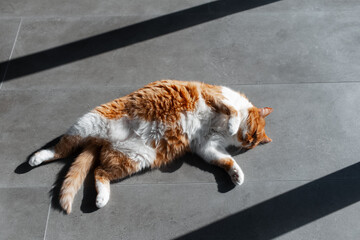 Red-white cat lying on the laminate floor. Close-up top view portrait.