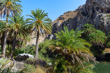 Fototapeta na wymiar Palmenhain von Preveli an der Südküste von Kreta