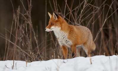 Red fox - in the wet forest in winter