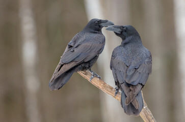 Common Raven - in winter at a wet forest