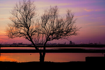 Fototapeta na wymiar silhouette of a tree at sunset time