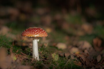 Woodland mushroom close up