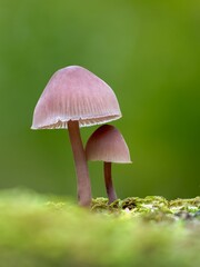 Woodland mushroom close up